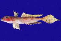 Antler dragonet (Synchiropus atrilabiatus)