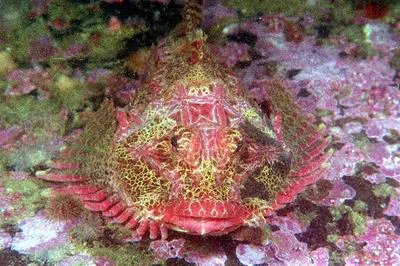 Antlered sculpin (Enophrys diceraus)