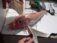 Antrorse spined gurnard (Pterygotrigla multiocellata)