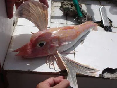 Antrorse spined gurnard (Pterygotrigla multiocellata)