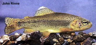 Apache trout (Oncorhynchus apache)