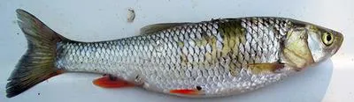 Aphips chub (Squalius aphipsi)
