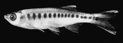 Apollo sharkminnow (Luciosoma spilopleura)