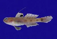 Apostrophe goby (Bollmannia marginalis)