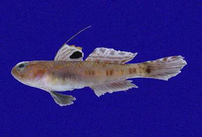 Apostrophe goby (Bollmannia marginalis)