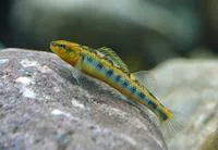 Appalachia darter (Percina gymnocephala)