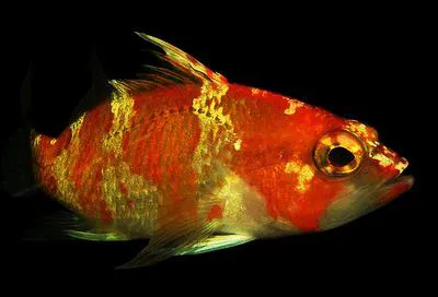 Apricot bass (Plectranthias garrupellus)