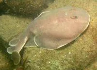 Apron ray (Discopyge tschudii)