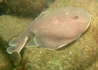 Apron ray (Discopyge tschudii)