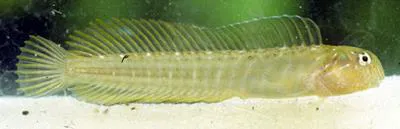 Arab blenny (Omobranchus fasciolatus)