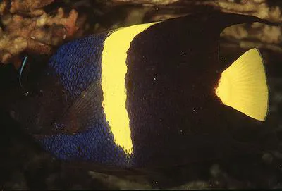 Arabian angelfish (Pomacanthus asfur)