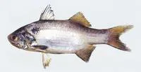 Arabian blackspot threadfin (Polydactylus mullani)