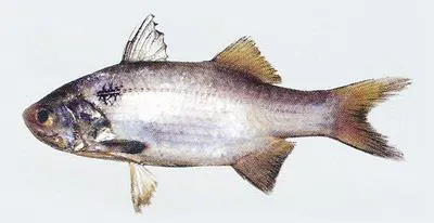 Arabian blackspot threadfin (Polydactylus mullani)