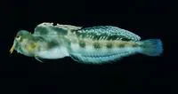 Arabian blenny (Antennablennius hypenetes)