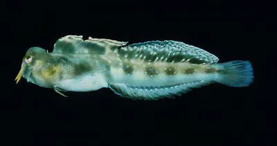 Arabian blenny (Antennablennius hypenetes)
