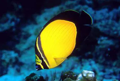 Arabian butterflyfish (Chaetodon melapterus)