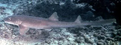 Arabian carpetshark (Chiloscyllium arabicum)