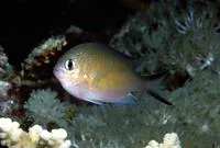 Arabian chromis (Chromis flavaxilla)