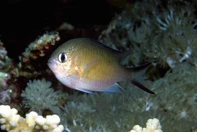 Arabian chromis (Chromis flavaxilla)