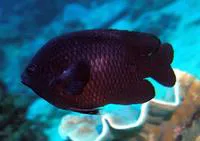 Arabian damsel (Pomacentrus arabicus)