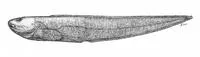 Arabian eelpout (Pachycara arabica)