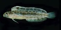 Arabian fangblenny (Petroscirtes ancylodon)