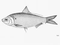 Arabian gizzard shad (Nematalosa arabica)