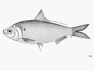 Arabian gizzard shad (Nematalosa arabica)