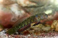 Arabian goby (Cryptocentroides arabicus)