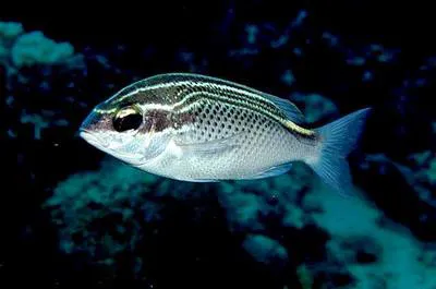 Arabian monocle bream (Scolopsis ghanam)