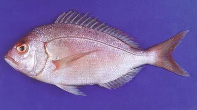 Arabian pandora (Pagellus affinis)