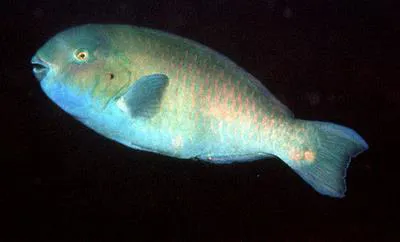 Arabian parrotfish (Scarus arabicus)