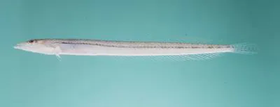 Arabian sand diver (Trichonotus arabicus)