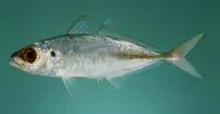 Arabian scad (Trachurus indicus)