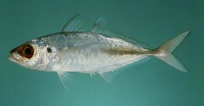 Arabian scad (Trachurus indicus)