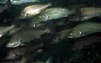 Arabian sea meagre (Argyrosomus heinii)