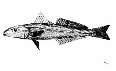 Arabian sillago (Sillago arabica)