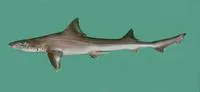 Arabian smooth-hound (Mustelus mosis)
