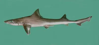 Arabian smooth-hound (Mustelus mosis)