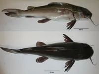 Arafura catfish (Netuma proxima)