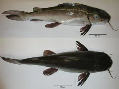 Arafura catfish (Netuma proxima)