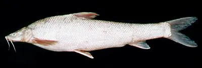 Aral barbel (Luciobarbus brachycephalus)