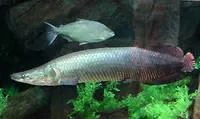 Arapaima (Arapaima gigas)