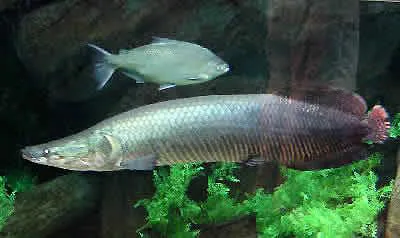 Arapaima (Arapaima gigas)