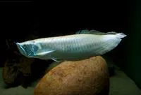 Arawana (Osteoglossum bicirrhosum)