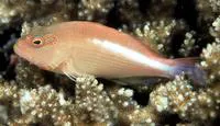 Arc-eye hawkfish (Paracirrhites arcatus)