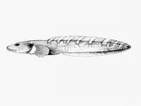Archer eelpout (Lycodes sagittarius)