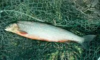 Arctic char (Salvelinus alpinus alpinus)