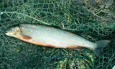 Arctic char (Salvelinus alpinus alpinus)