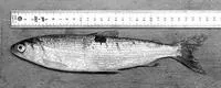 Arctic cisco (Coregonus autumnalis)